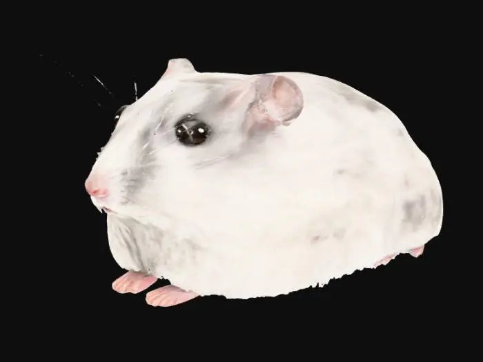 3D model for Curious Hamster
