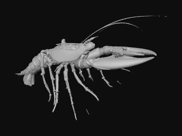 3D model for Samurai Lobster with golden claw and a nodachi sharp curves Thick outline.