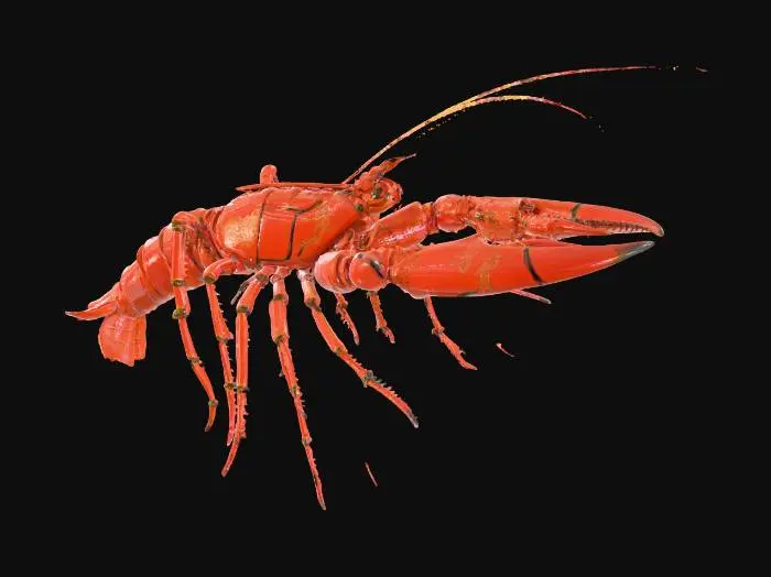 3D model for Samurai Lobster with golden claw and a nodachi sharp curves Thick outline.