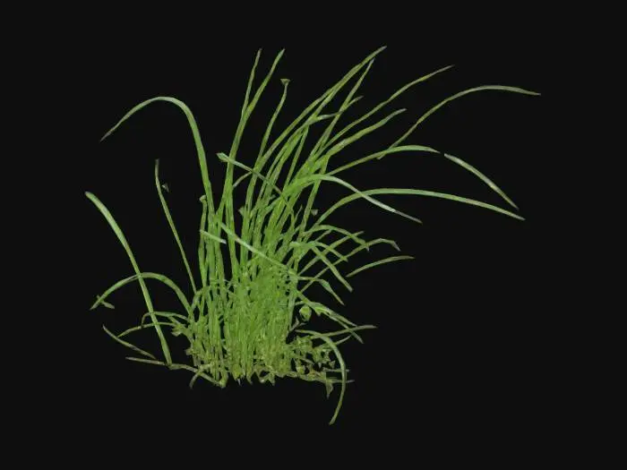 3D model for Grass 