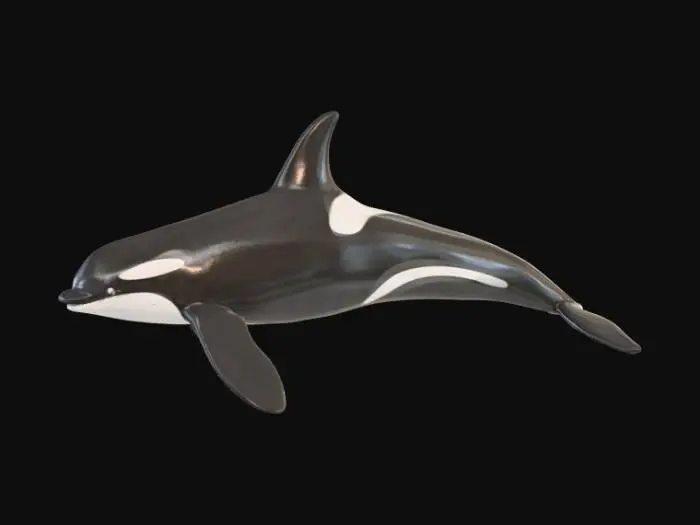 3D model for Orca whale
