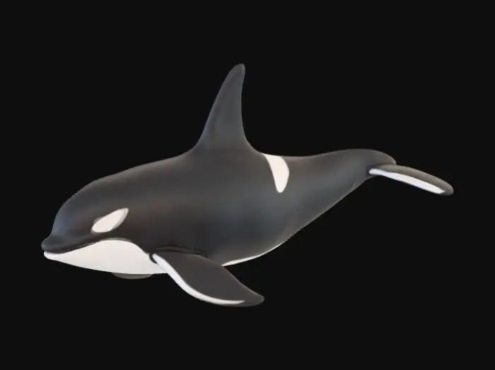 3D model for Orca whale