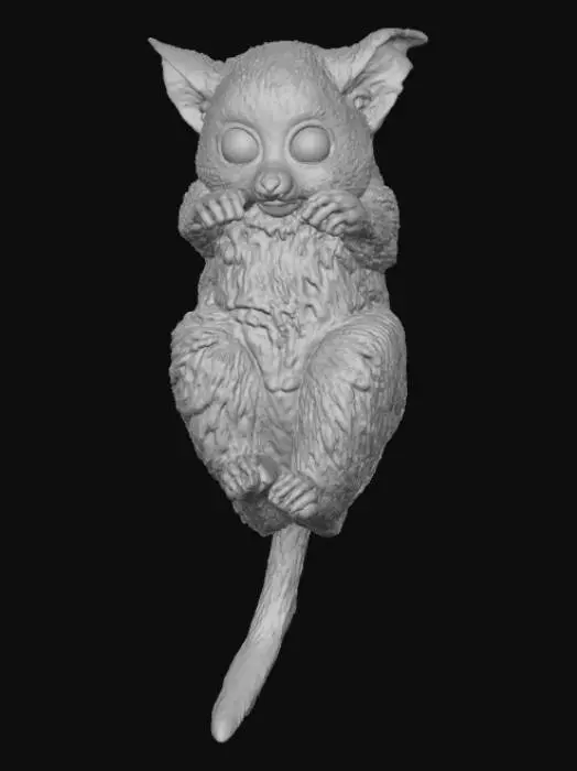 3D model for Wide-Eyed Lemur