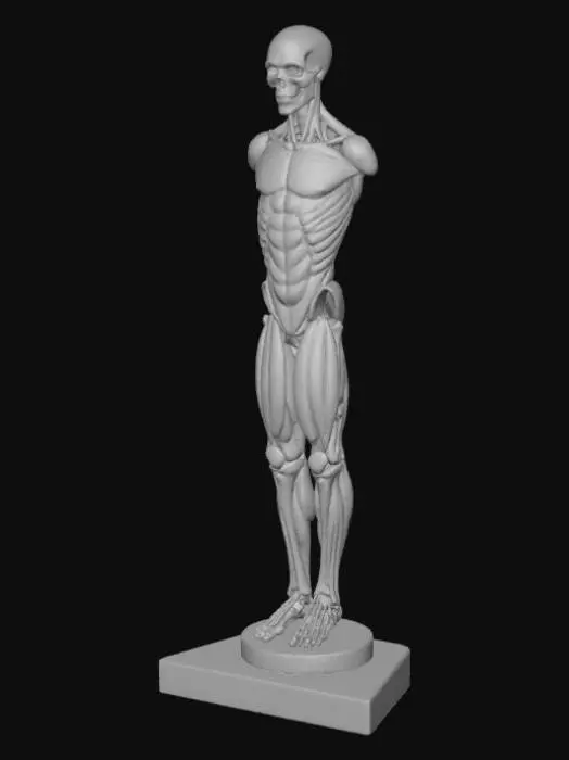 3D model for High detail, Abstract, spire, designed to style anatomy theme, placed on a dark oak wood base.