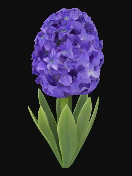 3D model for Hyacinth Blossom