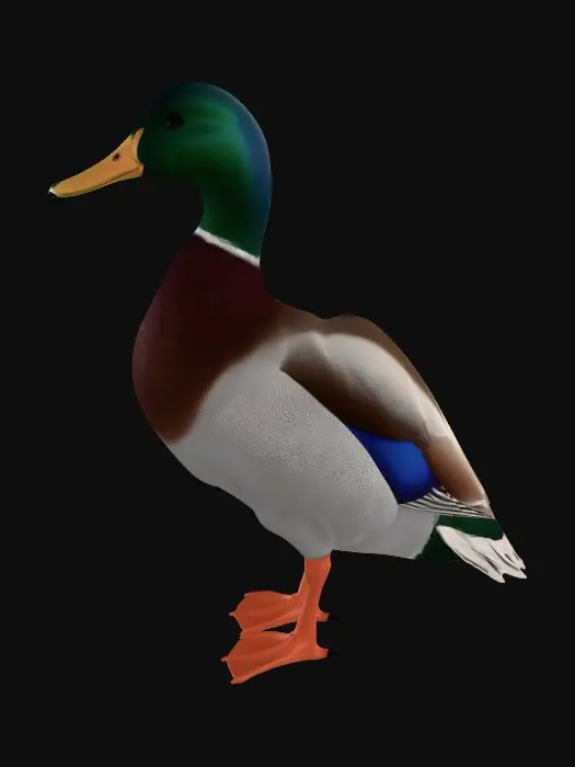 3D model for A male mallard duck standing on its webbed feet, lots of feathers