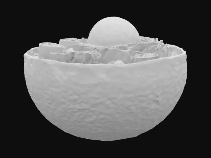 3D model for Cellular Structure Diagram