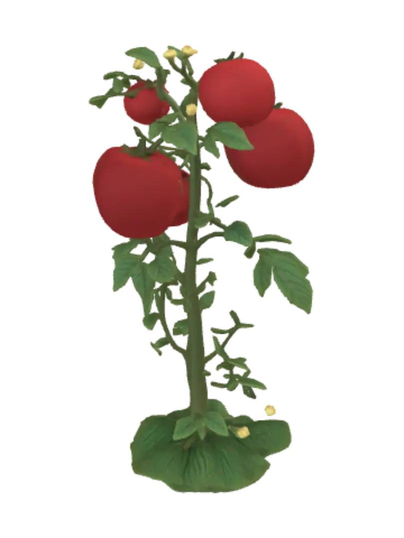 tomato
