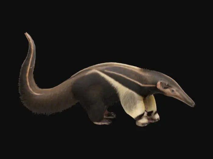 3D model for Gentle Wanderer