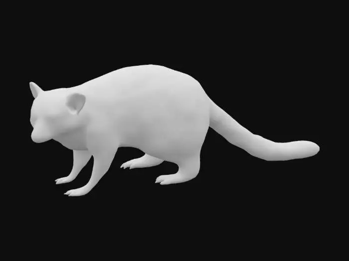 3D model for procyon-cancrivorus