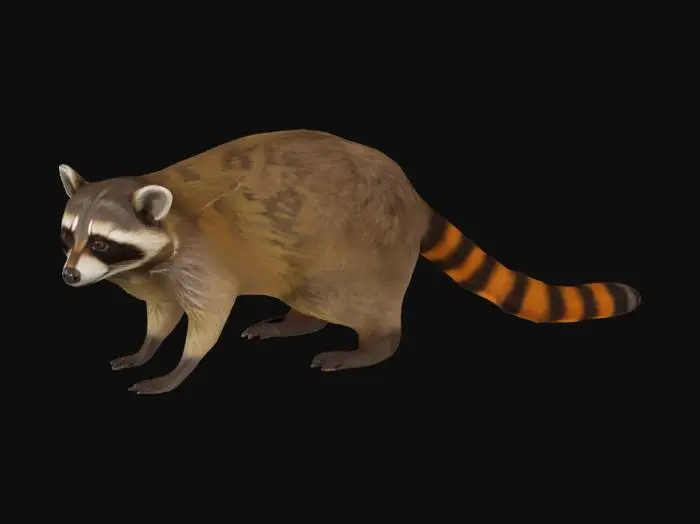 3D model for procyon-cancrivorus