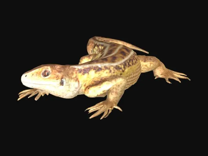 3D model for Curious Lizard