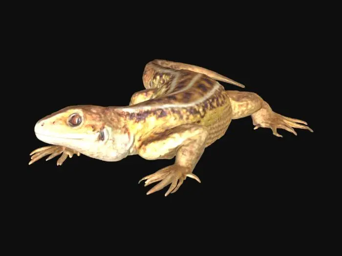 3D model for Curious Lizard