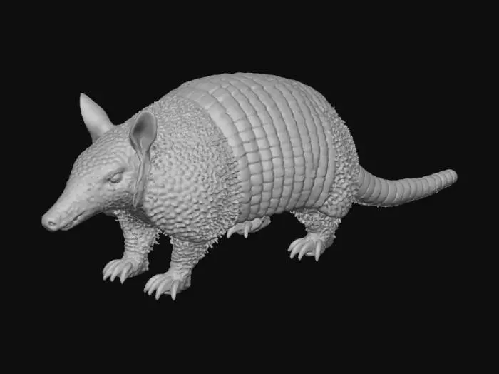 3D model for Armadillo in the Wild