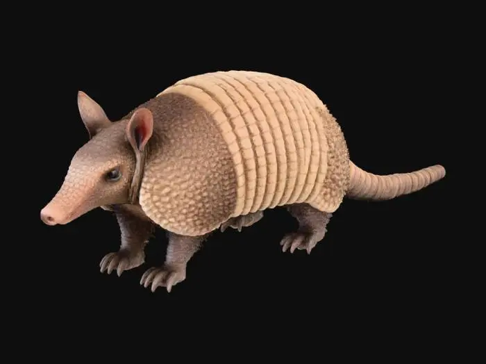 3D model for Armadillo in the Wild