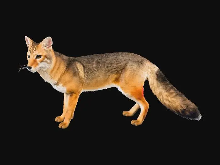 3D model for Graxaim-do-campo