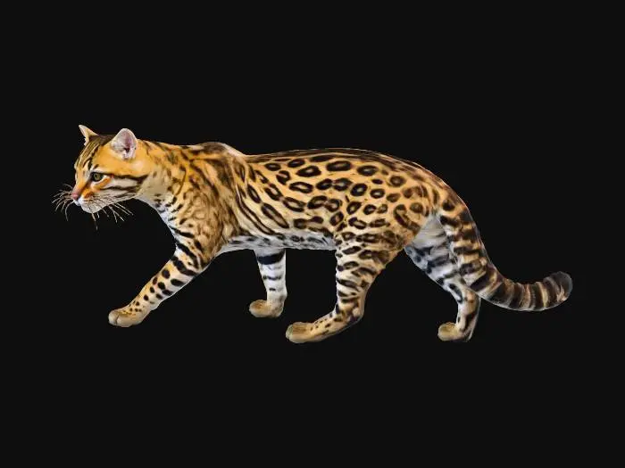 3D model for Jaguatirica (Leopardus pardalis)