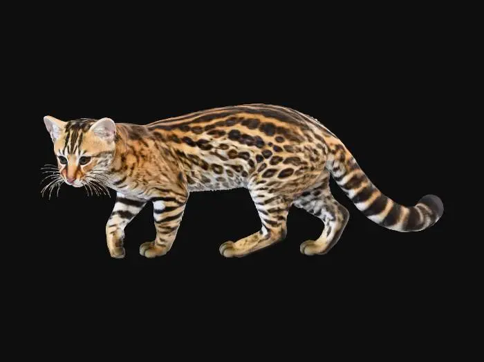 3D model for Leopardus pardalis