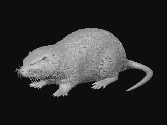 3D model for Nutria Portrait