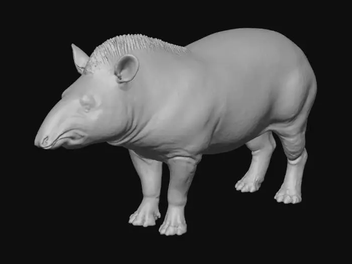 3D model for Tapir Standing