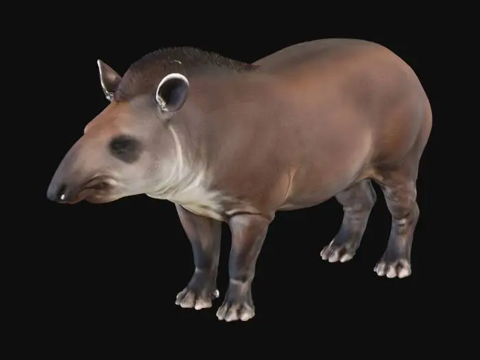 3D model for Tapir Standing