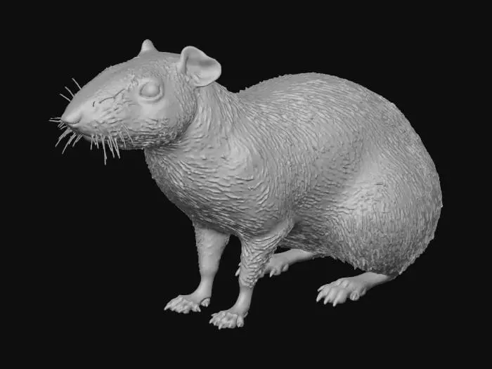 3D model for Agouti Pose