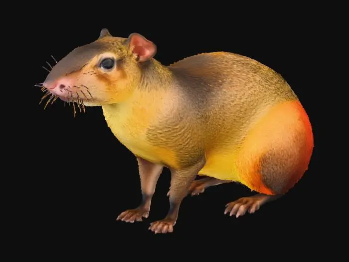 3D model for Agouti Pose