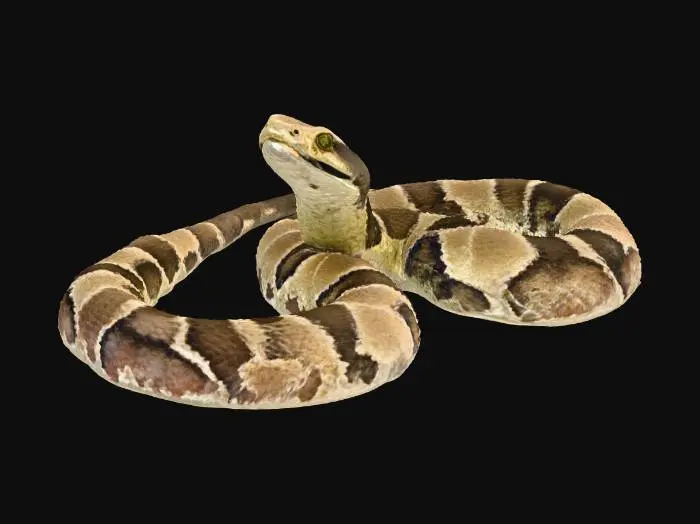 3D model for Jararaca (Bothrops jararaca)