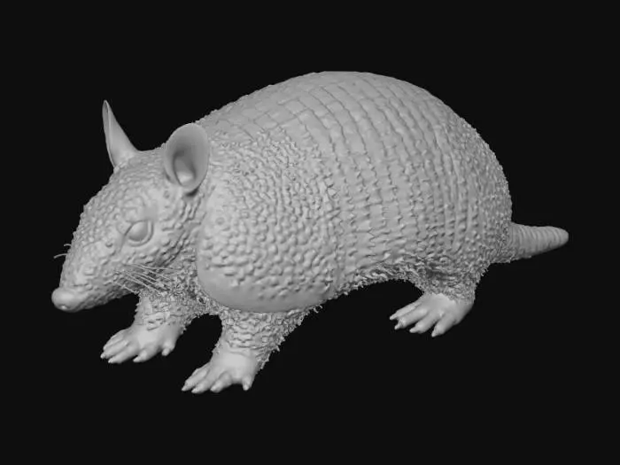 3D model for Tatu-mulita (Dasypus hybridus).
