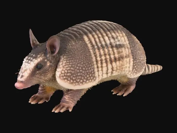 3D model for Tatu-mulita (Dasypus hybridus).
