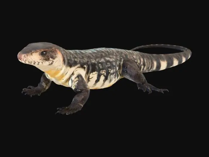 3D model for Lagarto-de-papo-amarelo