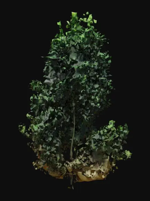 3D model for Tree in Verdant Grove