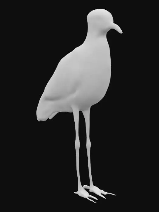 3D model for Elegant Plover