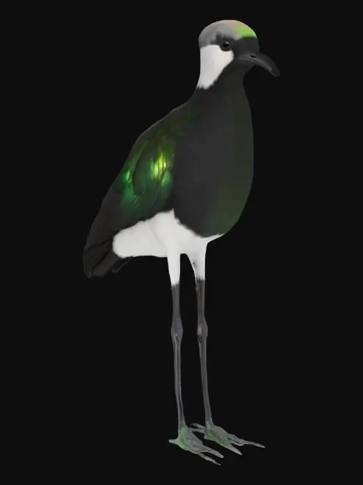 3D model for Elegant Plover