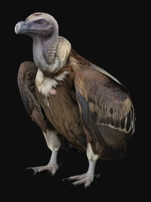 3D model for Majestic Vulture