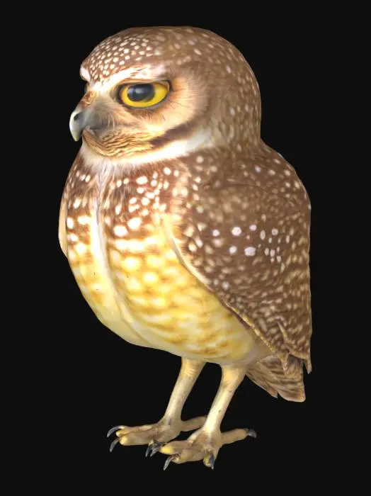 3D model for coruja buraqueira
