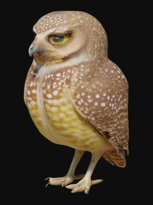 3D model for coruja buraqueira