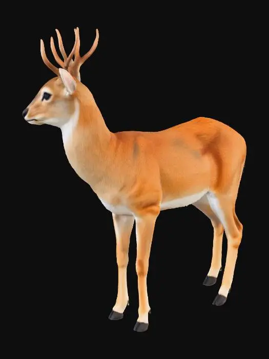 3D model for Veado-campeiro