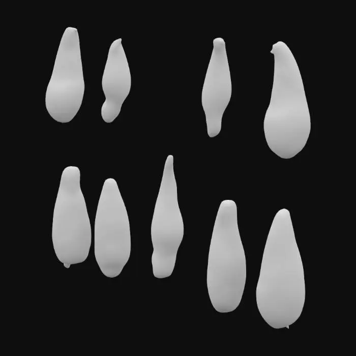 3D model for Araucaria Seeds Collection