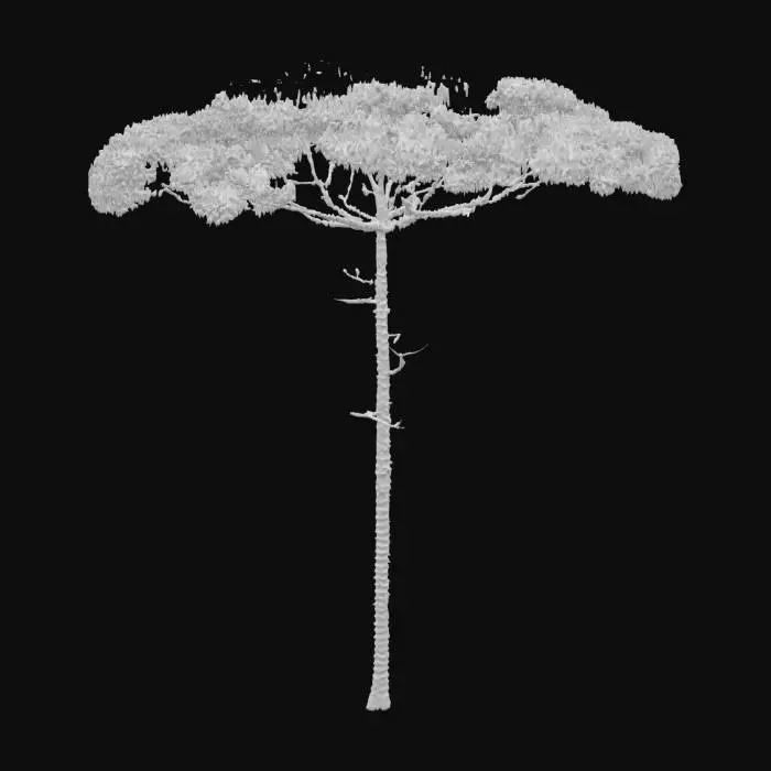 3D model for Solitary Araucaria Tree
