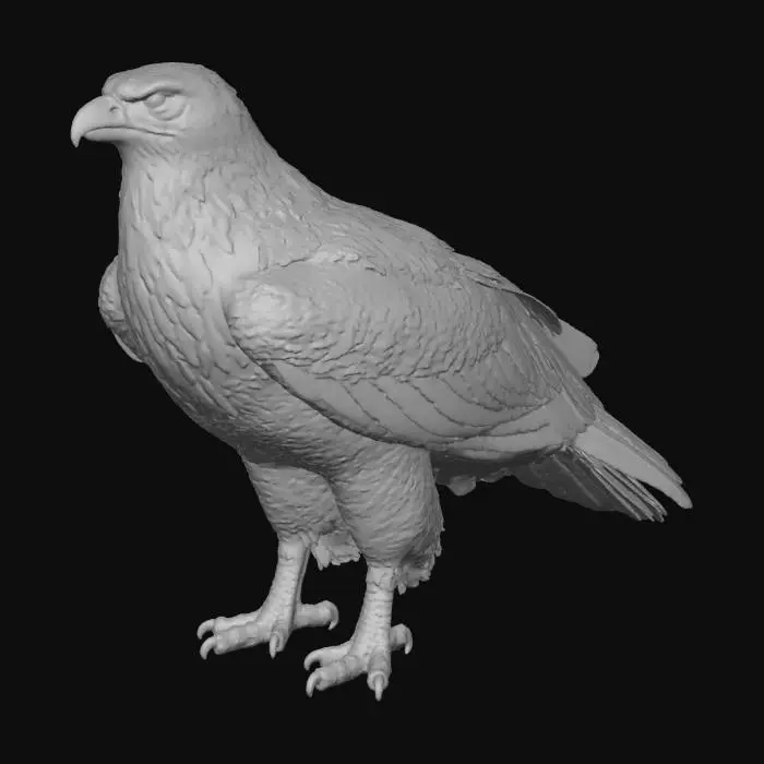 3D model for Águia-cinzenta