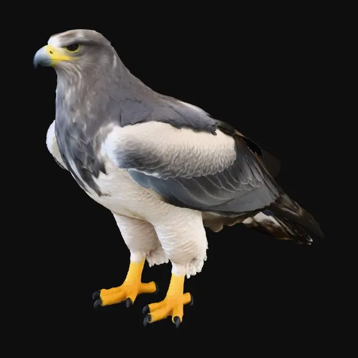 3D model for Águia-cinzenta