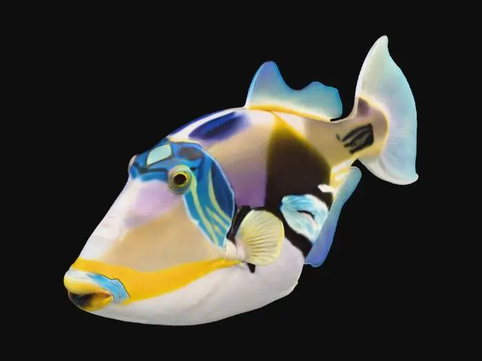 3D model for Colorful Triggerfish