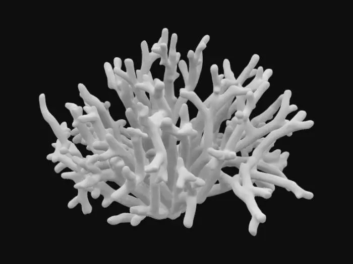 3D model for staghorn coral
