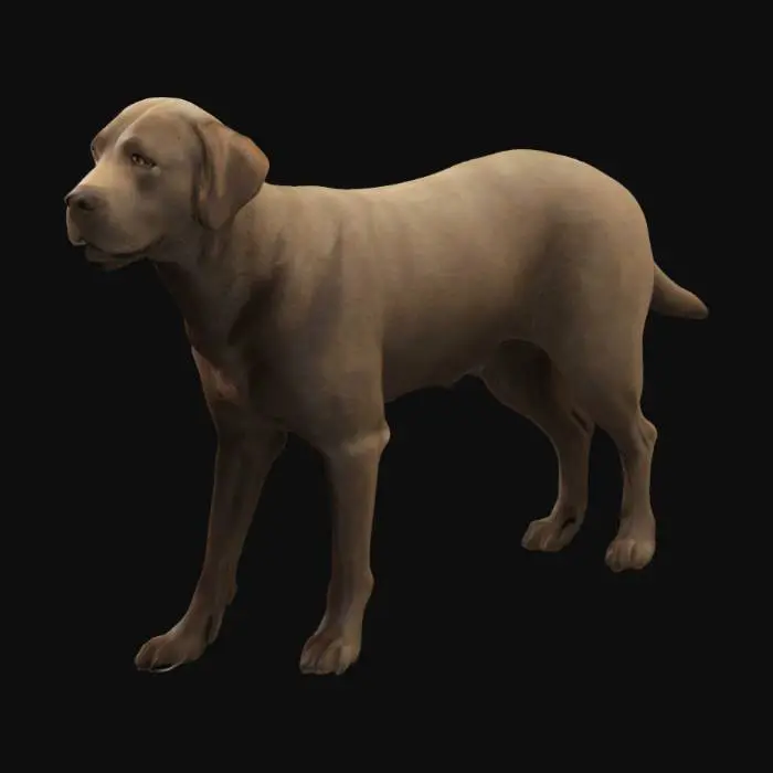 3D model for A highly realistic 3D model of a Labrador Retriever dog. The dog should have a healthy, proportionate body with short, dense fur and a friendly expression. Medium build, athletic but not overly muscular. Natural stance — either standing or in a relaxed walking pose. The coat should be detailed with subtle variations in texture and color (choose from black, chocolate brown, or yellow/golden tones). Visible details include the nose, ears, paws, eyes, and tail, all modeled with realistic proportions and surface textures. The dog should appear clean, well-groomed, and suitable for modern 3D environments. No accessories or background — just the standalone Labrador dog model. High Detailed. 4K. Masterpiece.