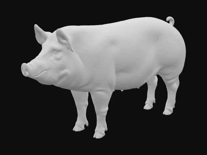 3D model for a photograph of domestic pig breed-Large White-adult. Lateral view, anatomically correct, healthy individual