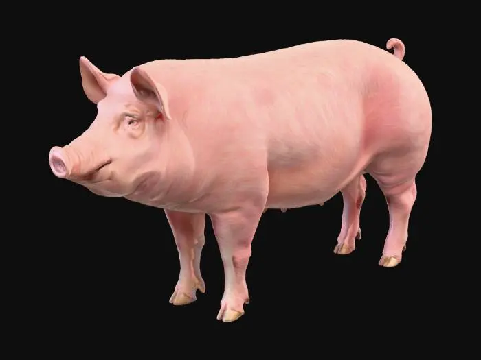 3D model for a photograph of domestic pig breed-Large White-adult. Lateral view, anatomically correct, healthy individual