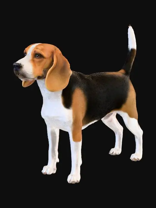 3D model for A realistic side-view studio photograph of a purebred Beagle dog standing on a plain neutral background under soft, diffuse lighting. The Beagle has a compact, muscular body with a straight back, medium-length legs, and a slightly domed skull. Its long, wide ears droop forward close to the cheeks. The eyes are large, brown, and expressive. The muzzle is square with a black nose, and the mouth is slightly open, showing a natural relaxed expression. The tail is carried high and slightly curved with a white tip. The coat is short, dense, and tri-coloured: black saddle, white legs, chest, muzzle, and tail tip, with warm tan markings on the face, ears, and sides. Photographed in high detail, with lifelike fur texture and natural proportions, as if taken by a professional studio pet photographer