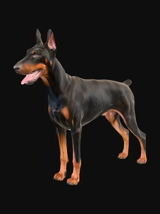 3D model for A realistic side-view studio photograph of a purebred Doberman Pinscher standing on a plain neutral background under soft, diffuse lighting. The Doberman has a sleek, muscular body with a deep chest, strong straight back, and long, straight legs. The coat is short, smooth, and black with rich rust markings above the eyes, on the muzzle, chest, legs, and underside of the tail. The head is long and wedge-shaped, with a defined stop, almond-shaped dark eyes, and erect, pointed ears. The muzzle is strong with a black nose, and the mouth is slightly open, giving a natural, relaxed expression. The tail is docked and carried straight. The image is sharply detailed, with lifelike fur texture, strong anatomical definition, and professional studio photographic quality.