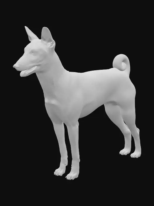 3D model for A realistic side-view studio photograph of a purebred Basenji dog standing on a plain neutral background under soft, diffuse lighting. The Basenji has a finely built, athletic body with a level back, long legs, and a graceful, square outline. Its short, smooth coat is red and white, with white on the legs, chest, muzzle, and tail tip. The head is finely chiselled with a wrinkled forehead, almond-shaped dark eyes, and erect pointed ears set high. The muzzle is short with a black nose, and the mouth is slightly open in a relaxed expression. The tightly curled tail rests neatly over the back. The image is sharply detailed, with lifelike fur texture, natural anatomy, and professional studio quality.
